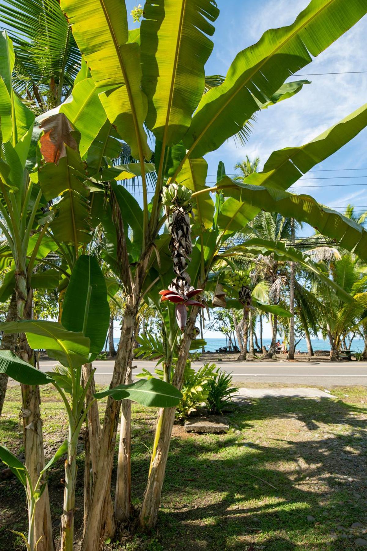 Casa Blanca Beachfront House With Shared Pool Access Pangea Lodge マンサニージョ エクステリア 写真
